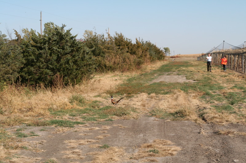 2011/10(October)/South-Dakota-SD/1-Mt-Vernon/Day-3-Hunting/800x600_2011-10-03-SD-Hunting-53-pheasant-Suzi-Dax.JPG