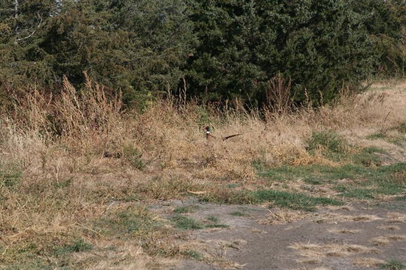 2011/10(October)/South-Dakota-SD/1-Mt-Vernon/Day-3-Hunting/800x600_2011-10-03-SD-Hunting-54-pheasant.JPG