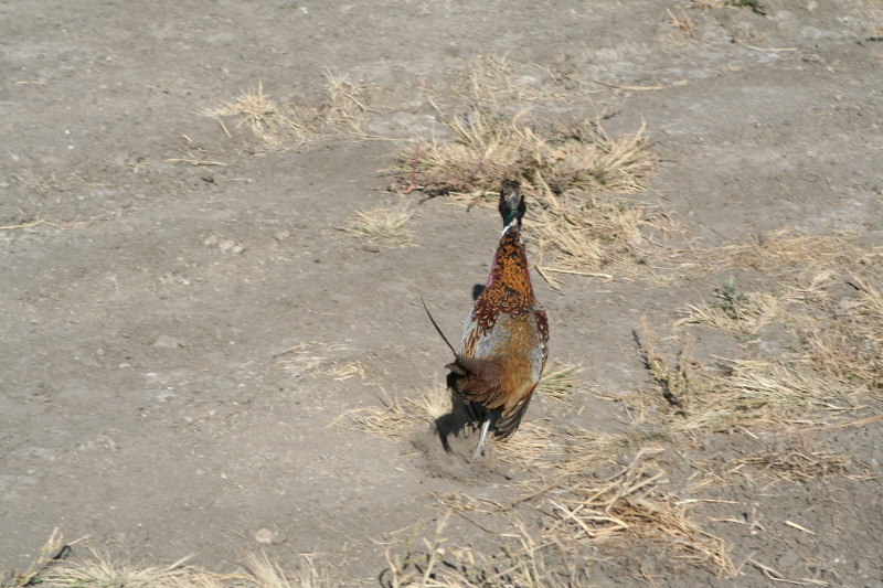 2011/10(October)/South-Dakota-SD/1-Mt-Vernon/Day-3-Hunting/800x600_2011-10-03-SD-Hunting-60-pheasant.JPG