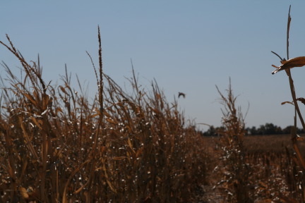 2011-10-03-SD-Hunting-28-pheasant.JPG