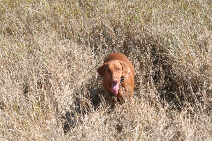 2011-10-03-SD-Hunting-35-Bevo.JPG