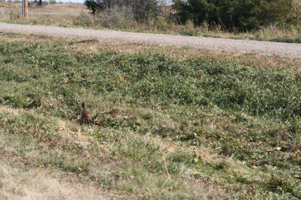2011-10-03-SD-Hunting-41-pheasant.JPG