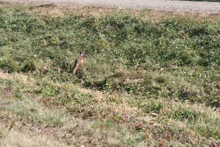 2011-10-03-SD-Hunting-43-pheasant.JPG