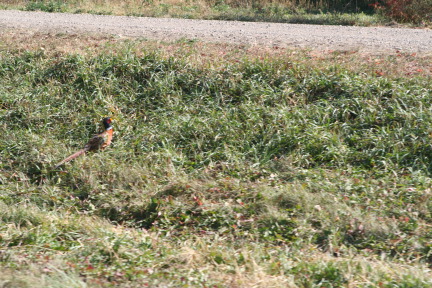 2011-10-03-SD-Hunting-44-pheasant.JPG