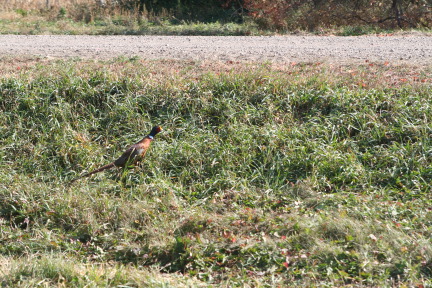 2011-10-03-SD-Hunting-45-pheasant.JPG