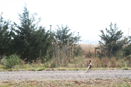 2011-10-03-SD-Hunting-47-pheasant.JPG