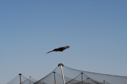 2011-10-03-SD-Hunting-57-pheasant.JPG