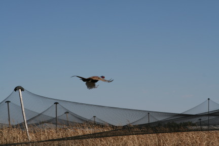 2011-10-03-SD-Hunting-58-pheasant.JPG
