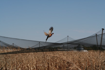2011-10-03-SD-Hunting-59-pheasant.JPG