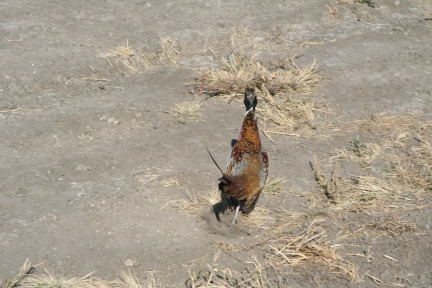2011-10-03-SD-Hunting-60-pheasant.JPG