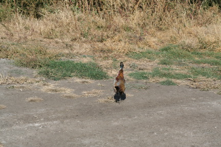 2011-10-03-SD-Hunting-61-pheasant.JPG