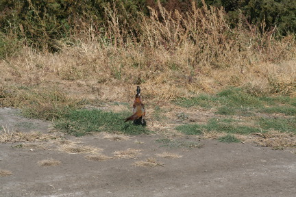 2011-10-03-SD-Hunting-62-pheasant.JPG