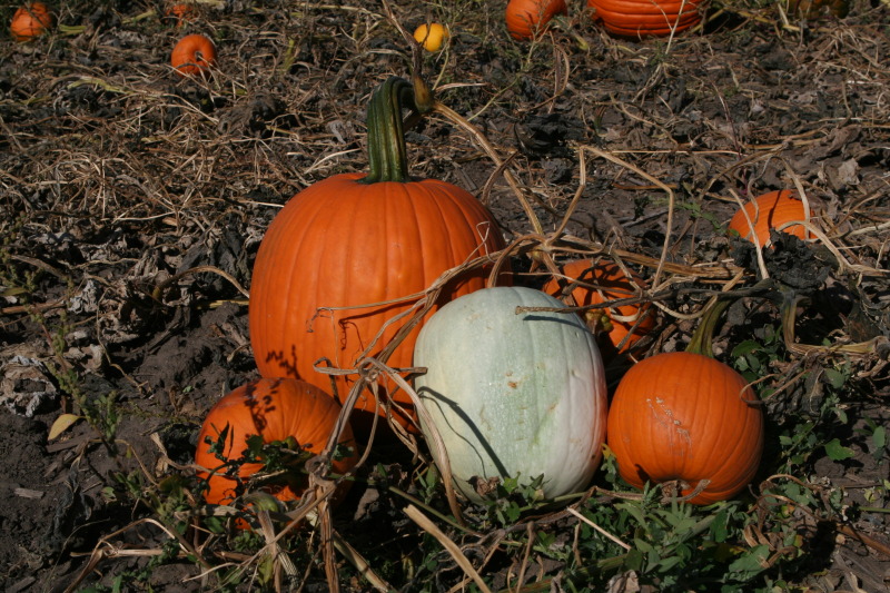 2011/10(October)/South-Dakota-SD/1-Mt-Vernon/Day-4-Pumpkins-Corn-Palace/800x600_2011-10-04-SD-03-Pumpkin-Patch.JPG
