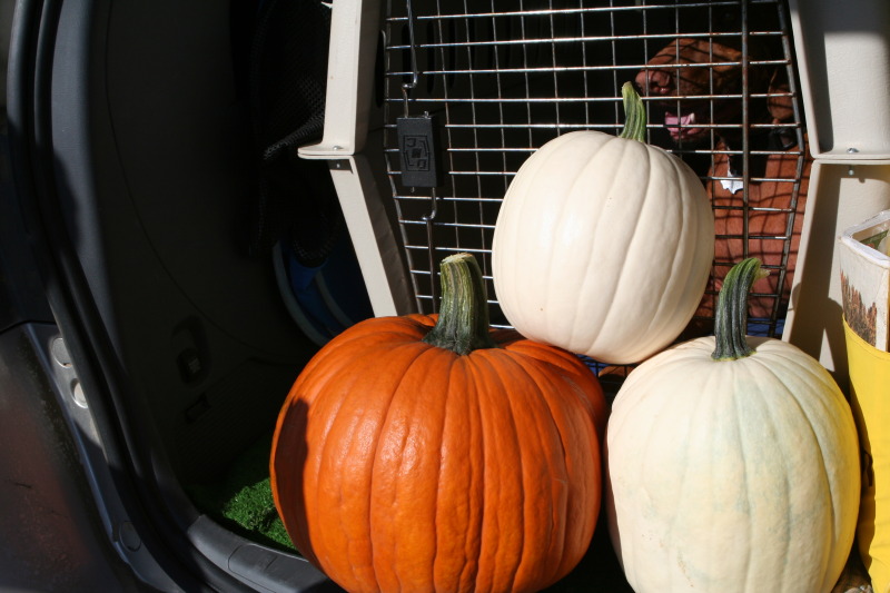2011/10(October)/South-Dakota-SD/1-Mt-Vernon/Day-4-Pumpkins-Corn-Palace/800x600_2011-10-04-SD-10-Pumpkin-Patch.JPG