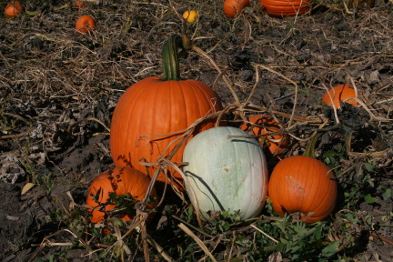 2011-10-04-SD-03-Pumpkin-Patch.JPG