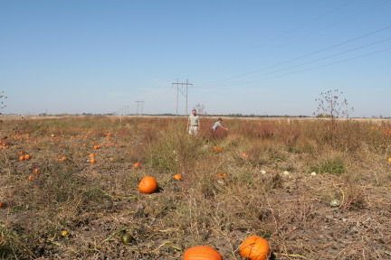 2011-10-04-SD-04-Pumpkin-Patch-Travis-Chance.JPG