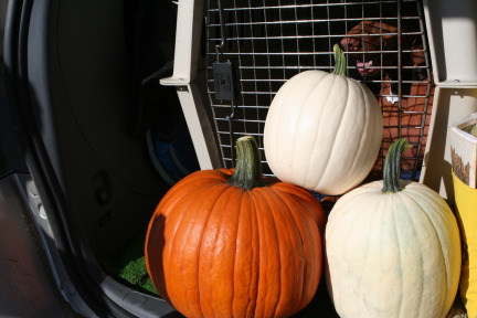 2011-10-04-SD-10-Pumpkin-Patch.JPG