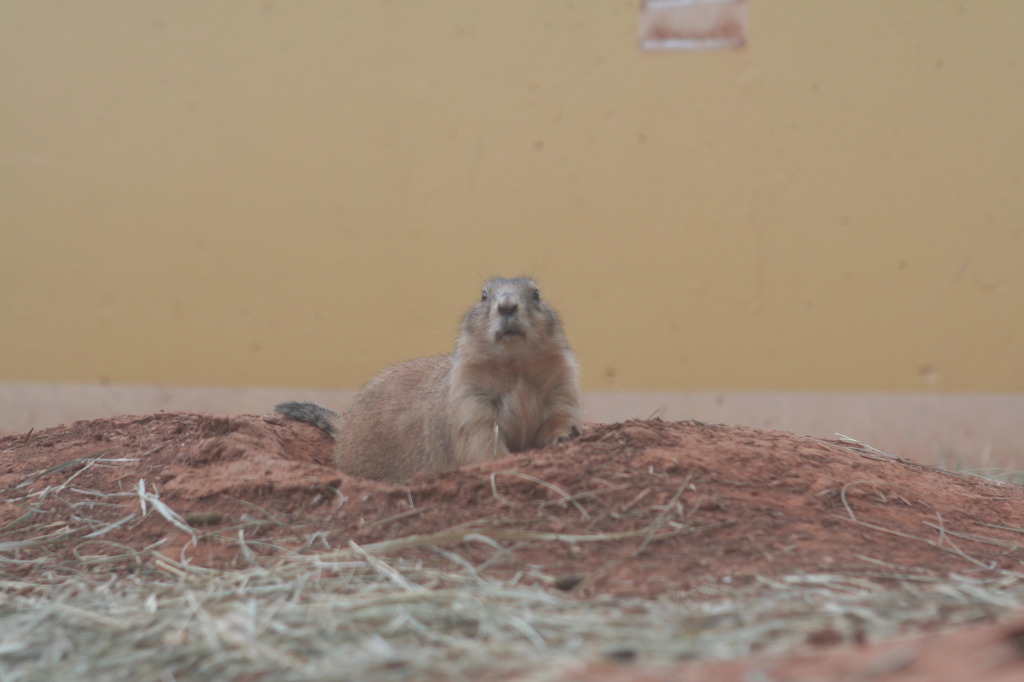 2011/10(October)/South-Dakota-SD/7-Reptile-Gardens/1024x768_2011-10-06-SD-Reptile-Gardens-08.JPG