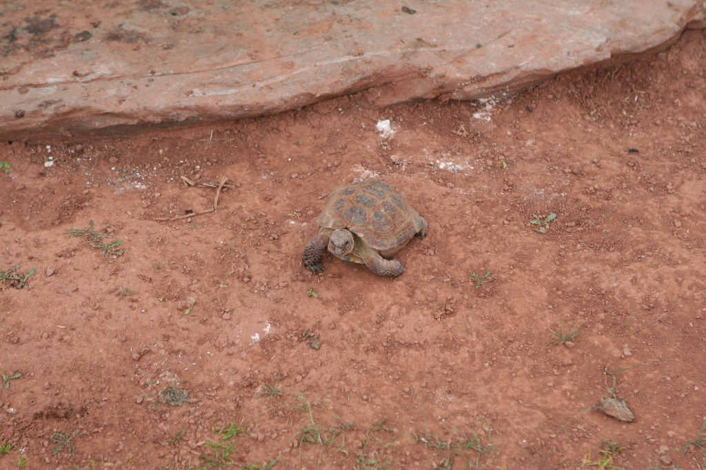 2011/10(October)/South-Dakota-SD/7-Reptile-Gardens/1024x768_2011-10-06-SD-Reptile-Gardens-10.JPG