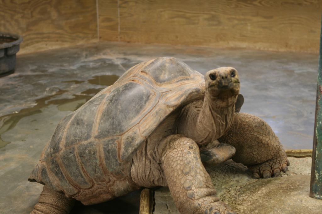 2011/10(October)/South-Dakota-SD/7-Reptile-Gardens/1024x768_2011-10-06-SD-Reptile-Gardens-20-turtle.JPG