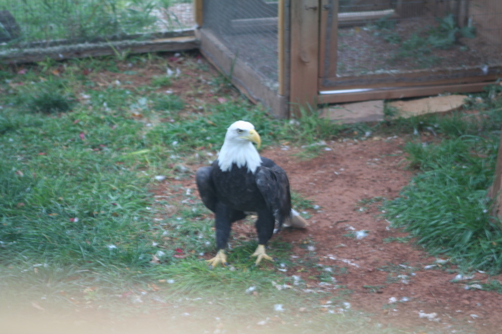 2011/10(October)/South-Dakota-SD/7-Reptile-Gardens/1024x768_2011-10-06-SD-Reptile-Gardens-24-bald-eagle.JPG