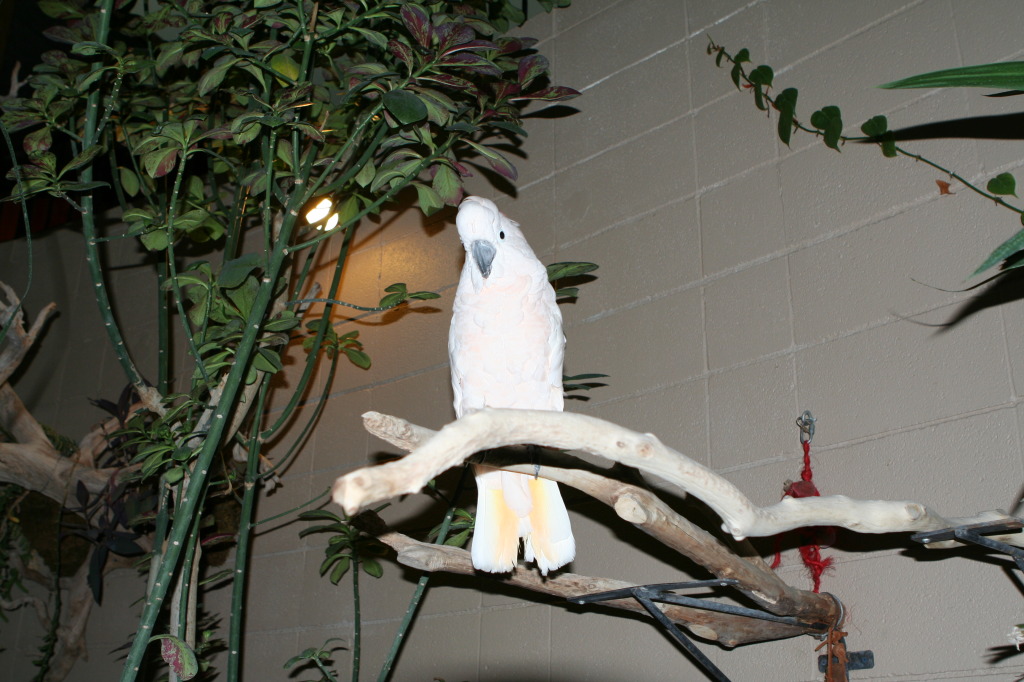 2011/10(October)/South-Dakota-SD/7-Reptile-Gardens/1024x768_2011-10-06-SD-Reptile-Gardens-28.JPG