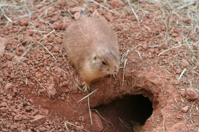 2011/10(October)/South-Dakota-SD/7-Reptile-Gardens/640x480_2011-10-06-SD-Reptile-Gardens-07.JPG