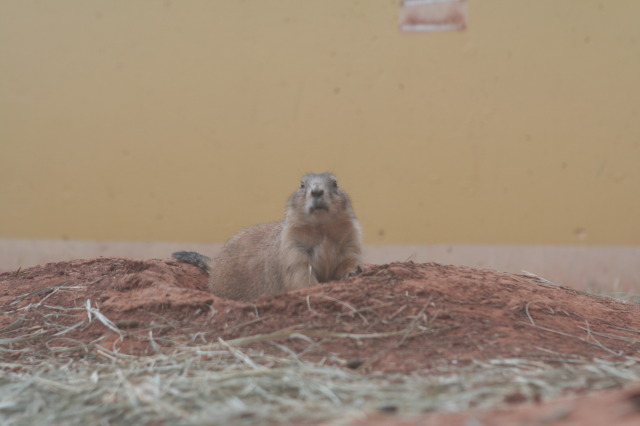 2011/10(October)/South-Dakota-SD/7-Reptile-Gardens/640x480_2011-10-06-SD-Reptile-Gardens-08.JPG