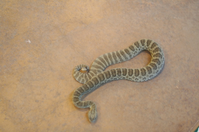 2011/10(October)/South-Dakota-SD/7-Reptile-Gardens/640x480_2011-10-06-SD-Reptile-Gardens-15-Rattlesnake.JPG