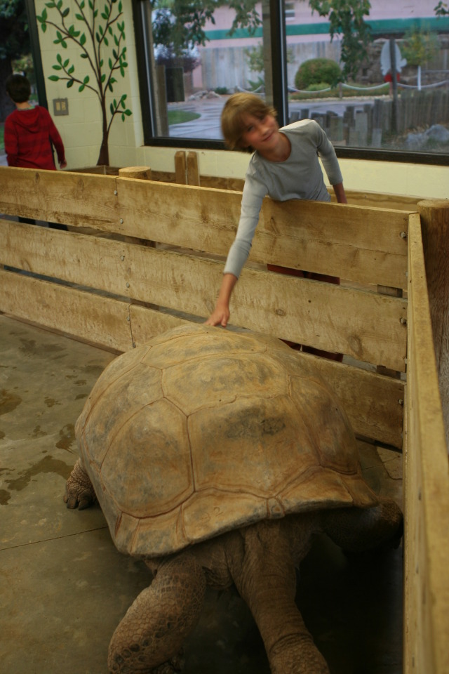 2011/10(October)/South-Dakota-SD/7-Reptile-Gardens/640x480_2011-10-06-SD-Reptile-Gardens-21-turtle-Chance.JPG