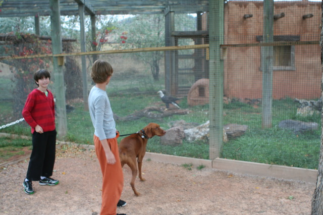 2011/10(October)/South-Dakota-SD/7-Reptile-Gardens/640x480_2011-10-06-SD-Reptile-Gardens-22-Dax-Chance-Bevo-Bald-Eagle.JPG