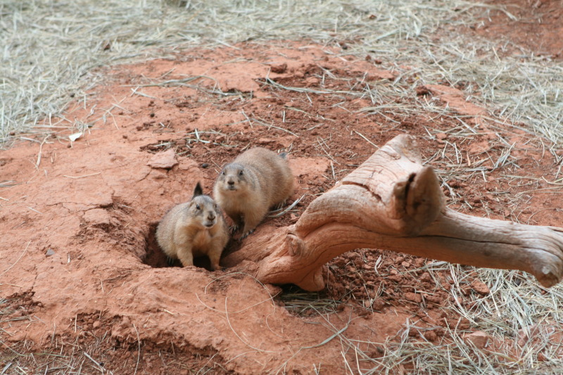 2011/10(October)/South-Dakota-SD/7-Reptile-Gardens/800x600_2011-10-06-SD-Reptile-Gardens-03.JPG