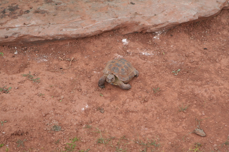 2011/10(October)/South-Dakota-SD/7-Reptile-Gardens/800x600_2011-10-06-SD-Reptile-Gardens-10.JPG