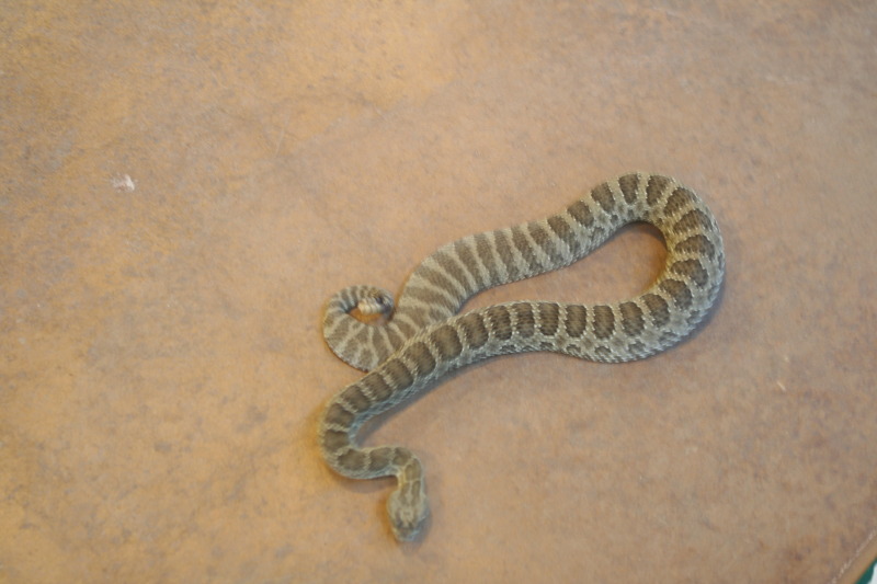 2011/10(October)/South-Dakota-SD/7-Reptile-Gardens/800x600_2011-10-06-SD-Reptile-Gardens-15-Rattlesnake.JPG