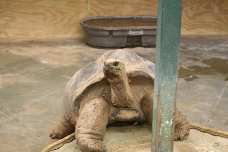 2011/10(October)/South-Dakota-SD/7-Reptile-Gardens/800x600_2011-10-06-SD-Reptile-Gardens-19-turtle.JPG