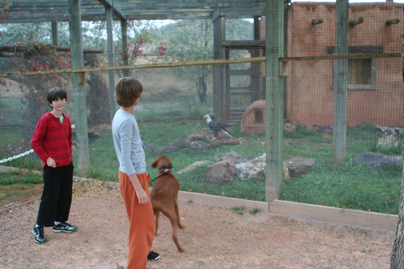 2011/10(October)/South-Dakota-SD/7-Reptile-Gardens/800x600_2011-10-06-SD-Reptile-Gardens-23-Dax-Chance-Bevo-Bald-Eagle.JPG