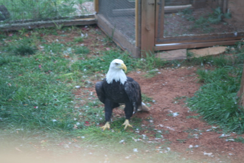 2011/10(October)/South-Dakota-SD/7-Reptile-Gardens/800x600_2011-10-06-SD-Reptile-Gardens-24-bald-eagle.JPG