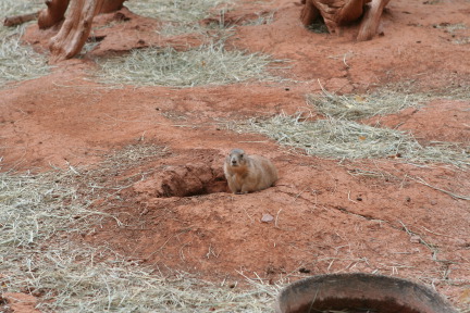 2011-10-06-SD-Reptile-Gardens-05.JPG