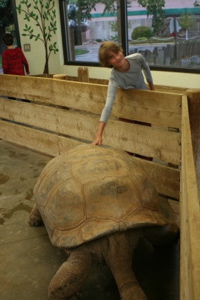 2011-10-06-SD-Reptile-Gardens-21-turtle-Chance.JPG