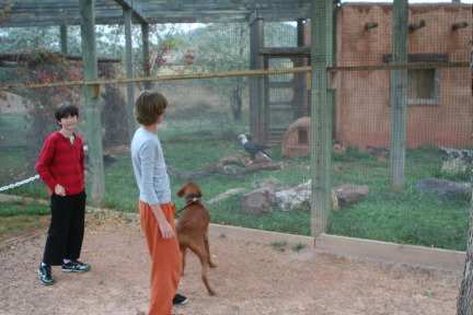 2011-10-06-SD-Reptile-Gardens-23-Dax-Chance-Bevo-Bald-Eagle.JPG