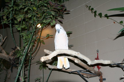 2011-10-06-SD-Reptile-Gardens-28.JPG