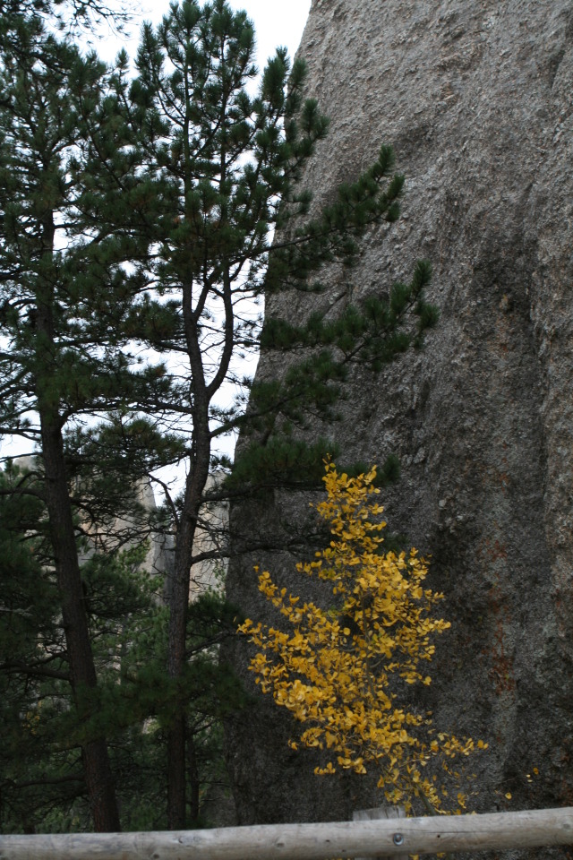 2011/10(October)/South-Dakota-SD/8-Needles-Highway-Custer-State-Park/640x480_2011-10-07-SD-Custer-State-Park-Needles-Highway-26.JPG
