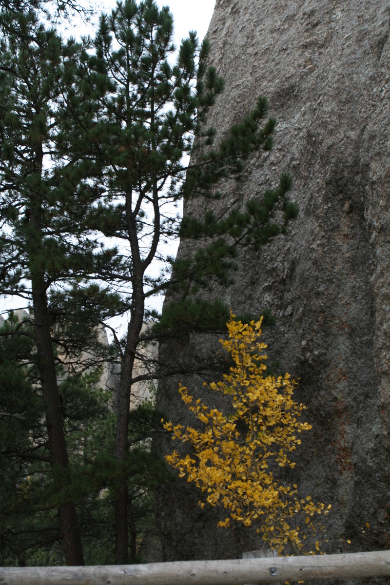 2011/10(October)/South-Dakota-SD/8-Needles-Highway-Custer-State-Park/800x600_2011-10-07-SD-Custer-State-Park-Needles-Highway-25.JPG