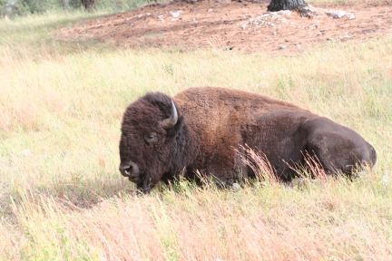 2011-10-07-SD-Custer-State-Park-Needles-Highway-4-Bison.JPG