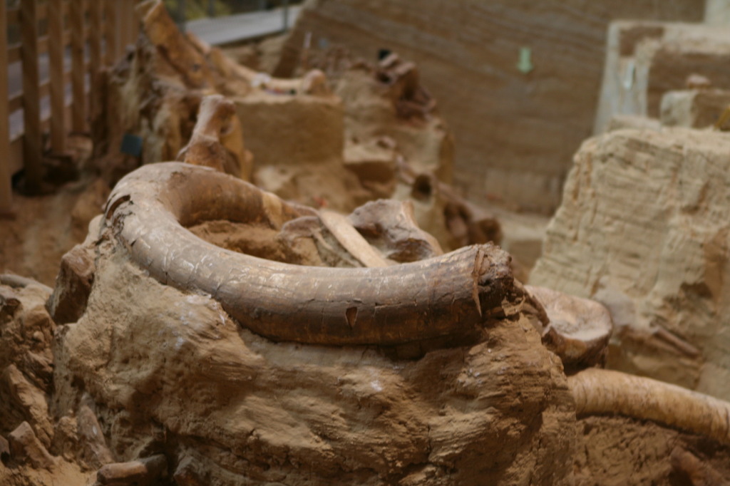 2011/10(October)/South-Dakota-SD/9-Mammoth-Site/1024x768_2011-10-07-SD-Mammoth-Site-02.JPG