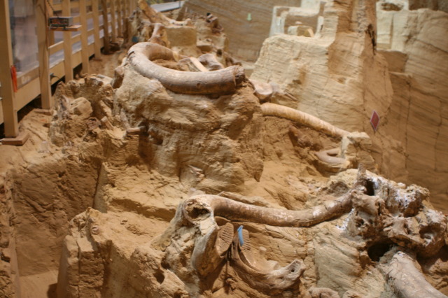 2011/10(October)/South-Dakota-SD/9-Mammoth-Site/640x480_2011-10-07-SD-Mammoth-Site-03.JPG