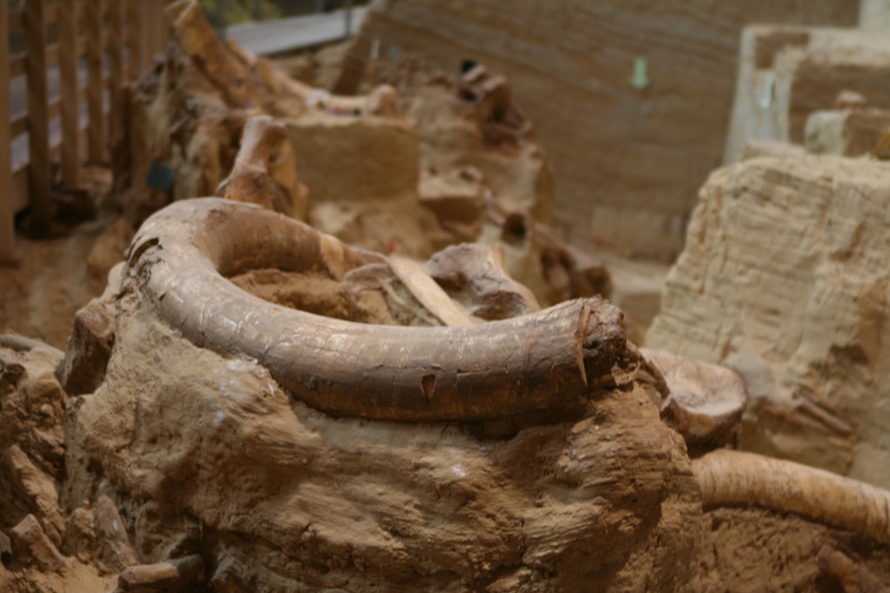 2011/10(October)/South-Dakota-SD/9-Mammoth-Site/800x600_2011-10-07-SD-Mammoth-Site-02.JPG