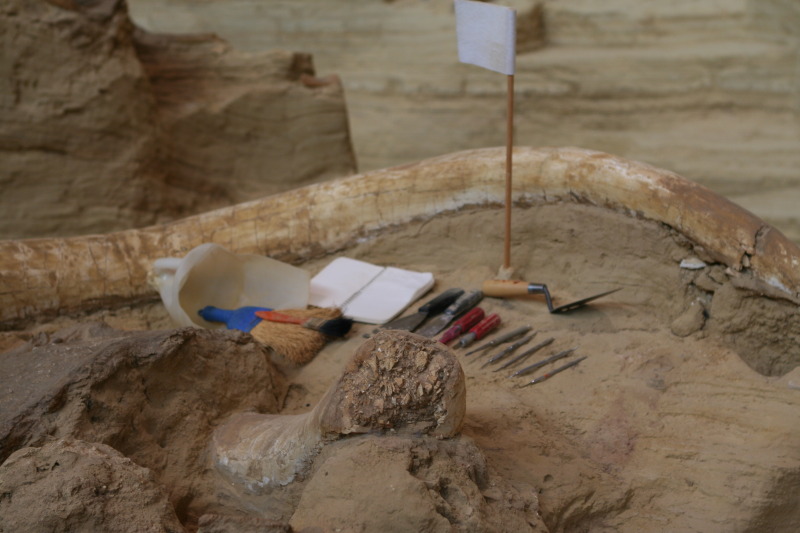 2011/10(October)/South-Dakota-SD/9-Mammoth-Site/800x600_2011-10-07-SD-Mammoth-Site-04.JPG