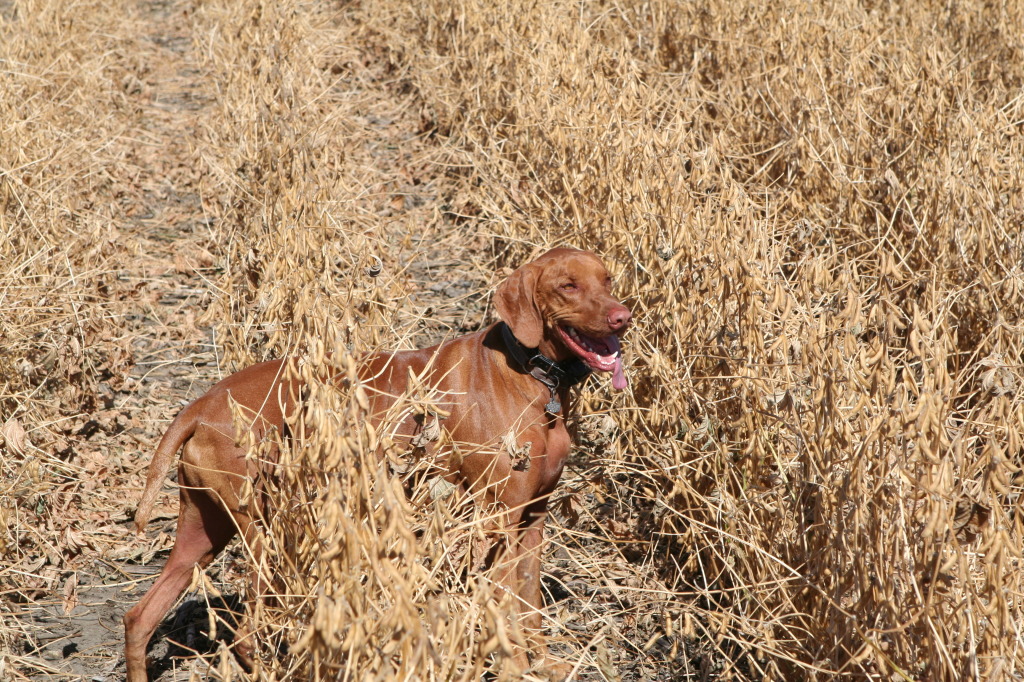 2011/BEST-OF/1024x768_2011-10-02-SD-Hunting-43-Bevo-GOOD.JPG