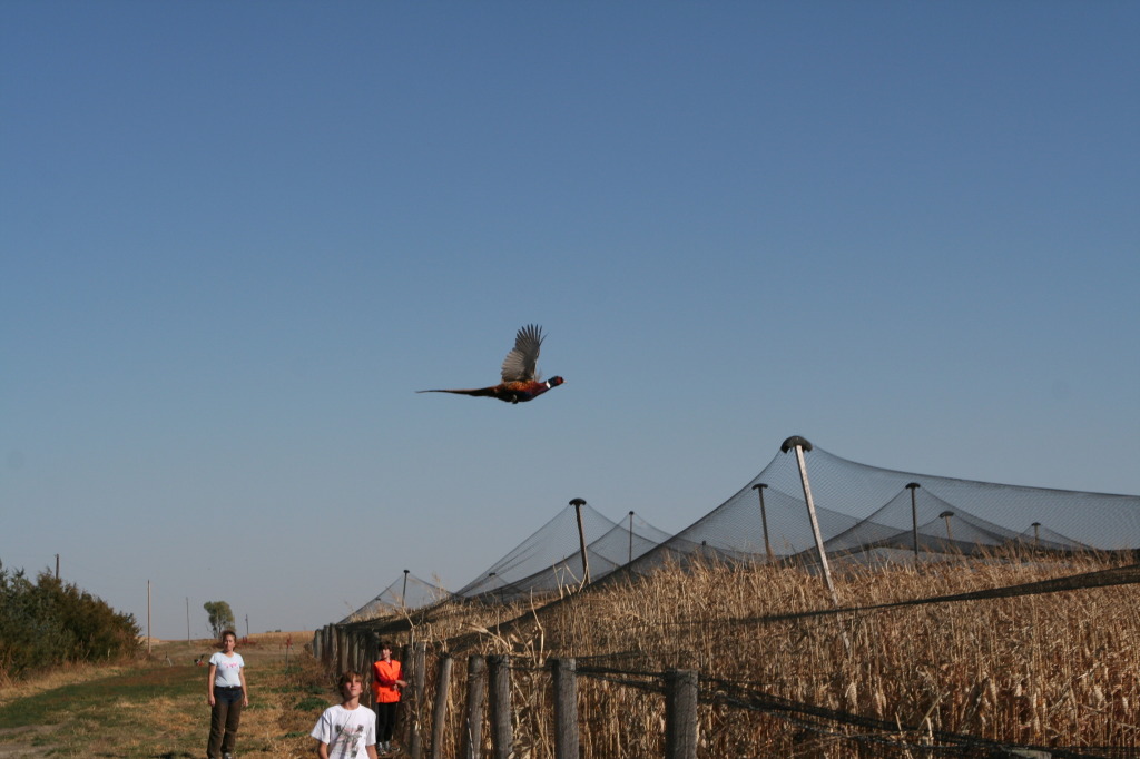 2011-10-03-SD-Hunting-56-pheasant-Suzi-Chance-Dax-GOOD.JPG